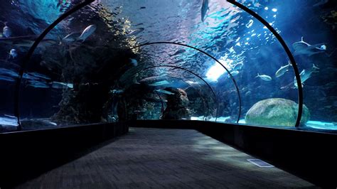 Aquarium tulsa - SeaQuest is the ultimate hands-on aquarium and zoo adventure. Touch, feed, and interact with over 1,200 exotic animals from all around the planet.